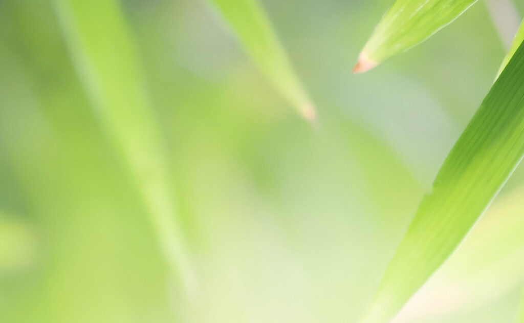 Soft-focus green grass blades with natural light and a blurred background, representing peaceful outdoor surroundings like at Trinity Springs